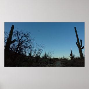 Saguaro Morning am Saguaro Nationalpark Poster