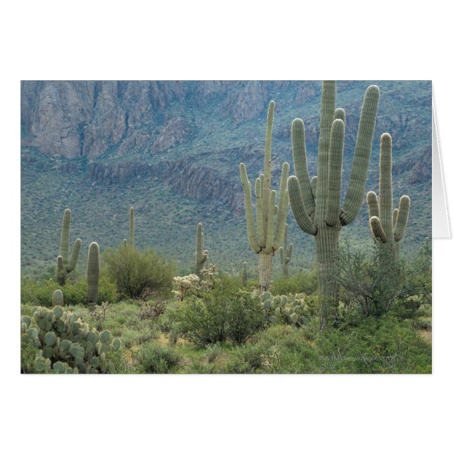 Saguaro-Nationalpark, Arizona (Vorderseite (Horizontal))