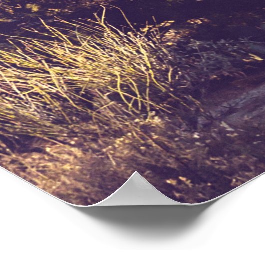 Saguaro Nationalpark, landschaftliche Vertretung. Poster (Ecke)