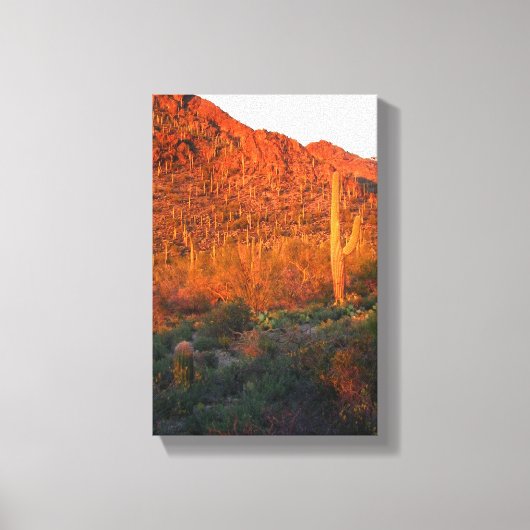 Saguaro-Nationalpark Leinwanddruck (Vorderseite)