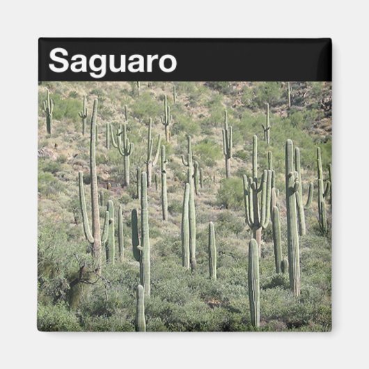 Saguaro-Nationalpark Magnet (Vorne)
