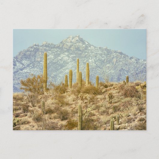 Saguaro Nationalpark mit Berg Postkarte (Vorderseite)