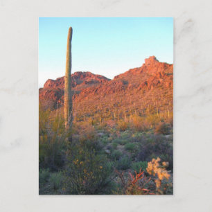 Saguaro Nationalpark Postkarte