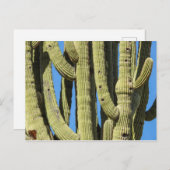 Saguaro Postcard Postkarte (Vorne/Hinten)