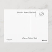 Saguaro Postcard Postkarte (Rückseite)