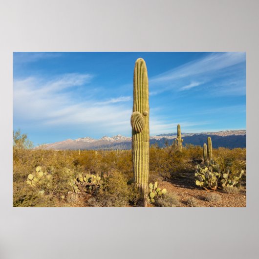 Saguaro Poster (Vorne)
