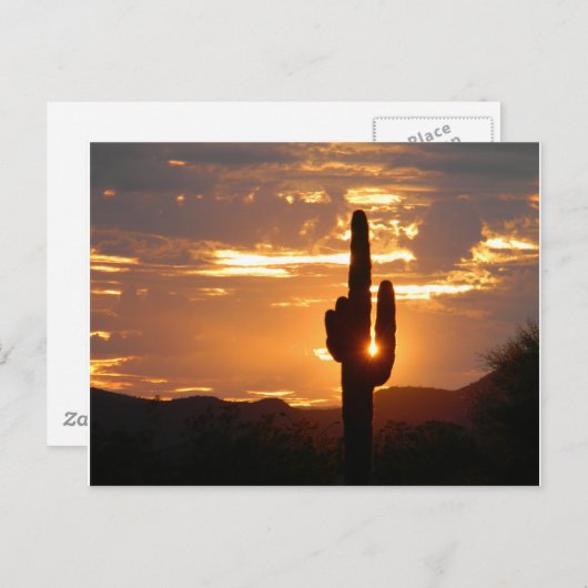 Saguaro Rays Postkarte (Vorne/Hinten)