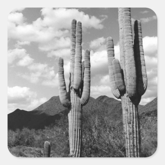 Saguaro Sentinels Wüste Custom Sticker Decals (Vorderseite)