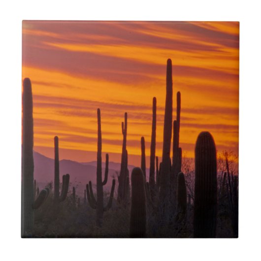 Saguaro, Sonnenuntergang, Nationalpark Saguaro Fliese (Vorderseite)