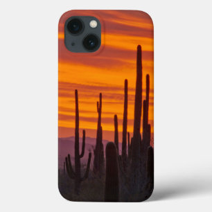Saguaro, Sonnenuntergang, Saguaro National Park Case-Mate iPhone Hülle