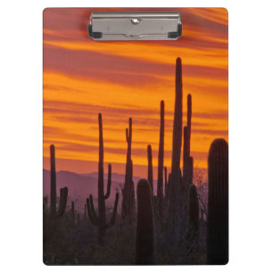 Saguaro, Sonnenuntergang, Saguaro-Nationalpark Klemmbrett