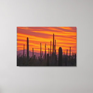 Saguaro, Sonnenuntergang, Saguaro Nationalpark Leinwanddruck