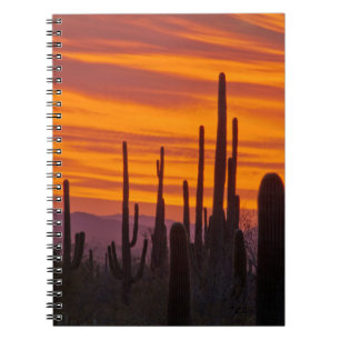 Saguaro, Sonnenuntergang, Saguaro-Nationalpark Notizblock