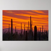 Saguaro, Sonnenuntergang, Saguaro Nationalpark Poster (Vorne)