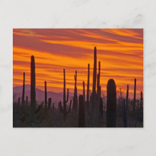 Saguaro, Sonnenuntergang, Saguaro Nationalpark Postkarte