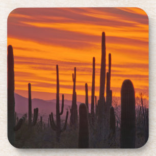 Saguaro, Sonnenuntergang, Saguaro-Nationalpark Untersetzer