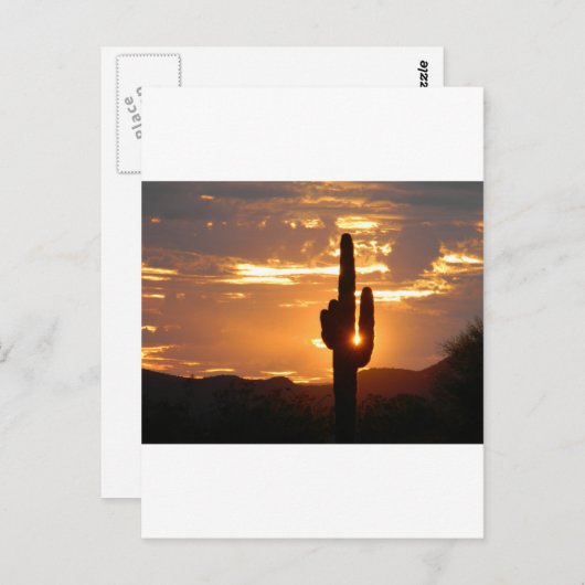 Saguaro-Strahlen Postkarte (Vorne/Hinten)