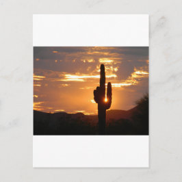 Saguaro-Strahlen Postkarte