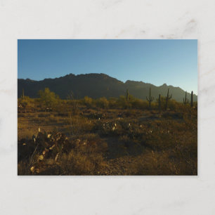 Saguaro Sunrise in Saguaro Nationalpark Postkarte