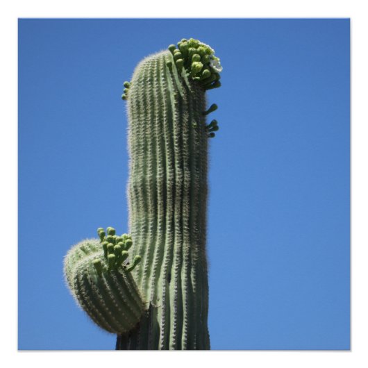 Saguaro Top Poster (Vorderseite)