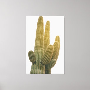Saguaros Leinwanddruck