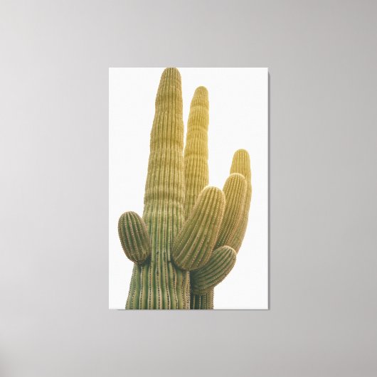 Saguaros Leinwanddruck (Vorderseite)