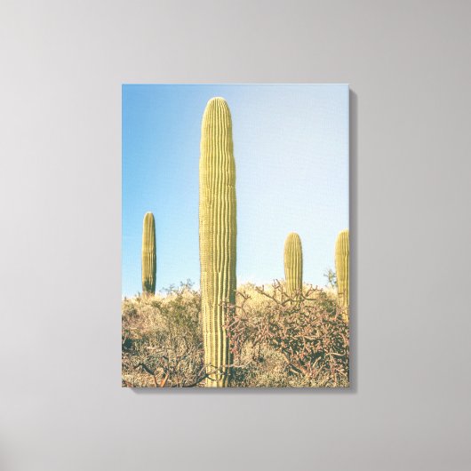 Saguaros Leinwanddruck (Vorderseite)