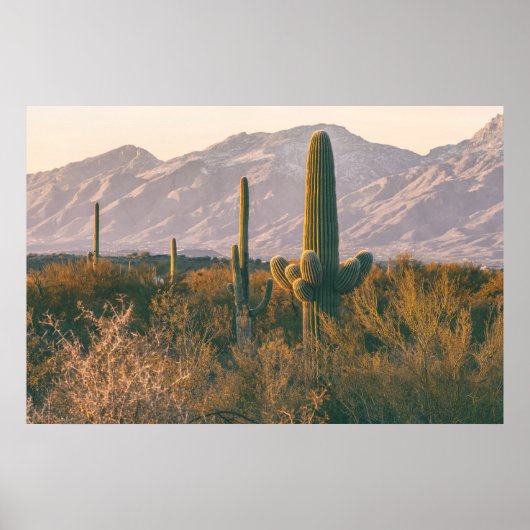 Saguaros Poster (Vorne)