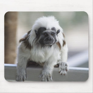 Saguinus oedipus mousepad