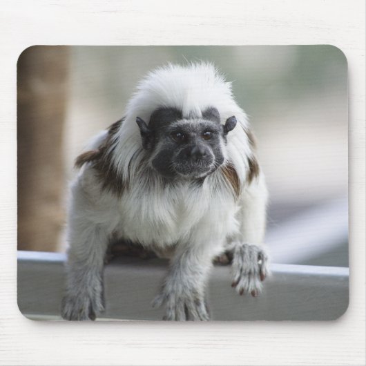 Saguinus oedipus mousepad (Vorne)