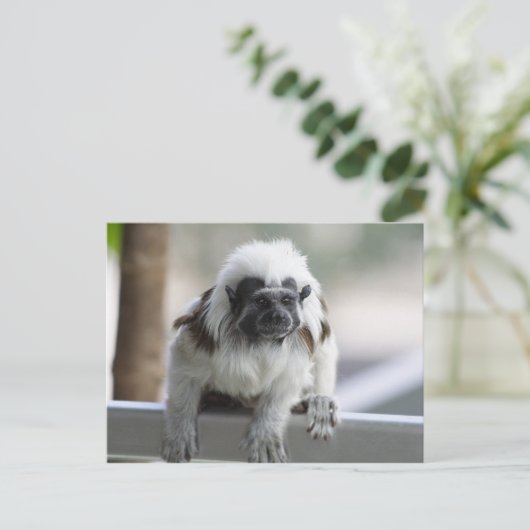 Saguinus oedipus postkarte (Stehend Vorderseite)