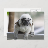 Saguinus oedipus postkarte (Vorne/Hinten)