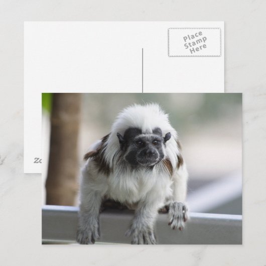 Saguinus oedipus postkarte (Vorne/Hinten)