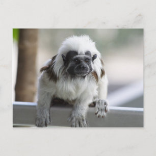 Saguinus oedipus postkarte