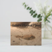 Sahara Horned Viper Postkarte (Stehend Vorderseite)