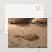 Sahara Horned Viper Postkarte (Vorne/Hinten)