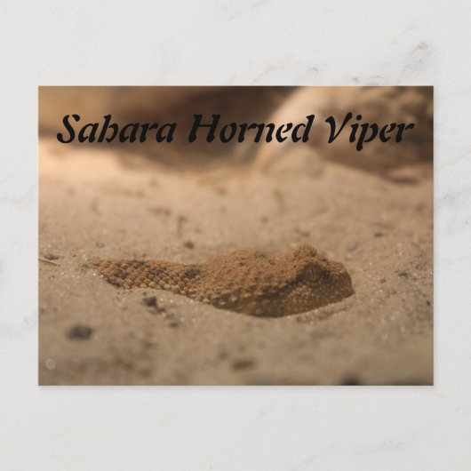 Sahara Horned Viper Postkarte (Vorderseite)