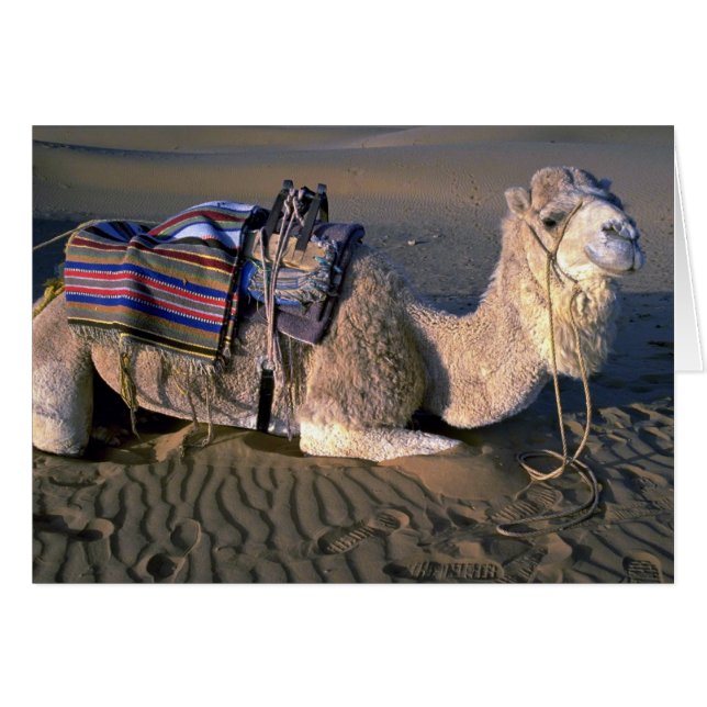 Sahara-Wüste nahe Merzouga, Marokko (Vorderseite (Horizontal))