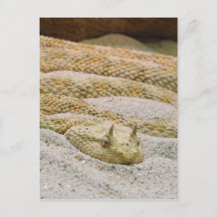 Saharan Horned Wüste Viper Cerastes Cerastes Postkarte