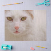 Sahne-Kätzchenpapier Seidenpapier (Basteln)