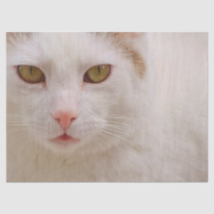 Sahne-Kätzchenpapier Seidenpapier