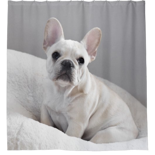 SahneFrenchie Duschvorhang (Vorderseite)