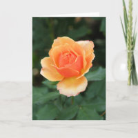 Sahnige orange moderne Rose
