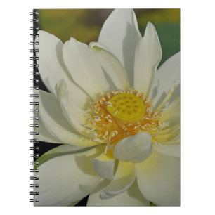 Sahniges Wasser Lily.JPG Notizblock