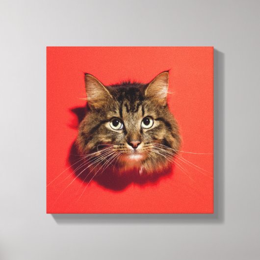 Saiberische Katze Leinwanddruck (Vorderseite)