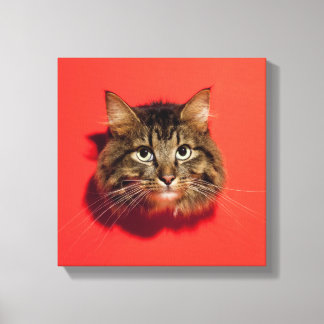 Saiberische Katze Leinwanddruck