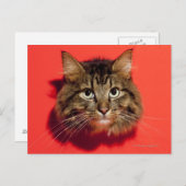 Saiberische Katze Postkarte (Vorne/Hinten)