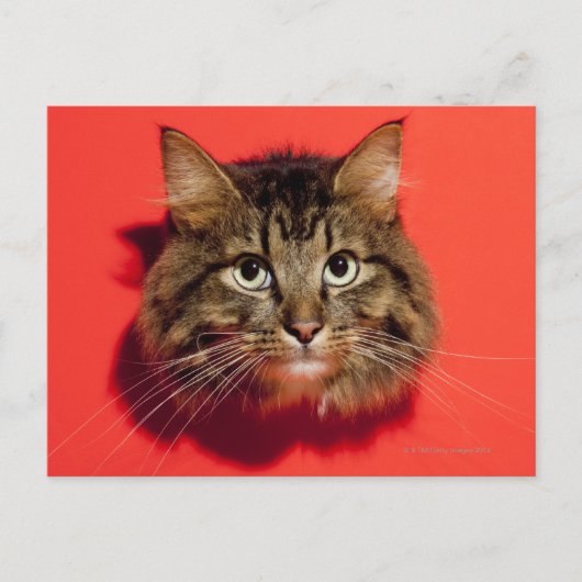 Saiberische Katze Postkarte (Vorderseite)