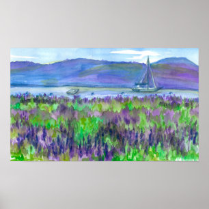 Sailboat Lila Lupines Aquarellmalerei Poster