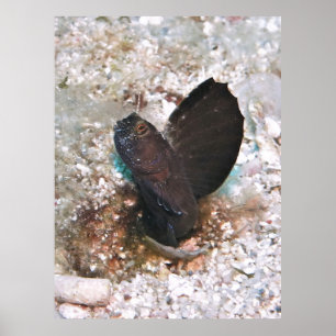 Sailfin Blenny Poster